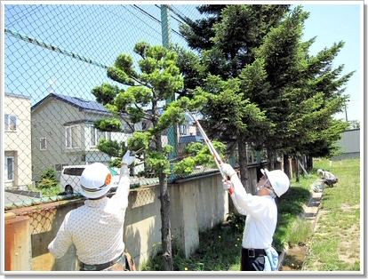 植木の剪定